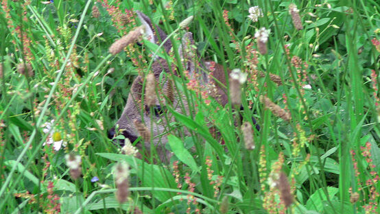 Rehkitz versteckt im Gras. symbolfoto. Wikimedia Commons 